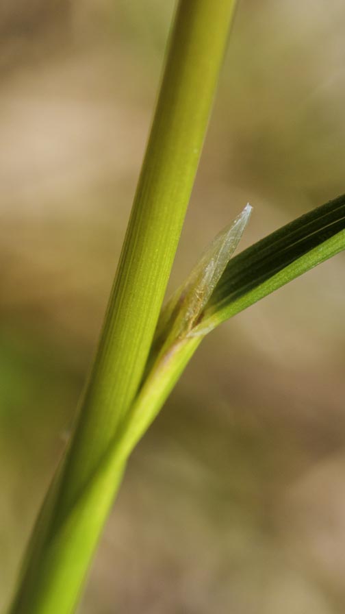 Deschampsia cespitosa ? s